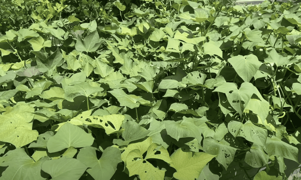 Sweet potato plants